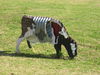Filename=Copy_of_124_2453.JPG
Filesize=1894KB
Dimensions=2272x1704
Date added=Sep 21, 2006 Copy_of_124_2453.JPG