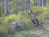 Filename=Copy_of_124_2458.JPG
Filesize=1598KB
Dimensions=2272x1704
Date added=Sep 21, 2006 Copy_of_124_2458.JPG